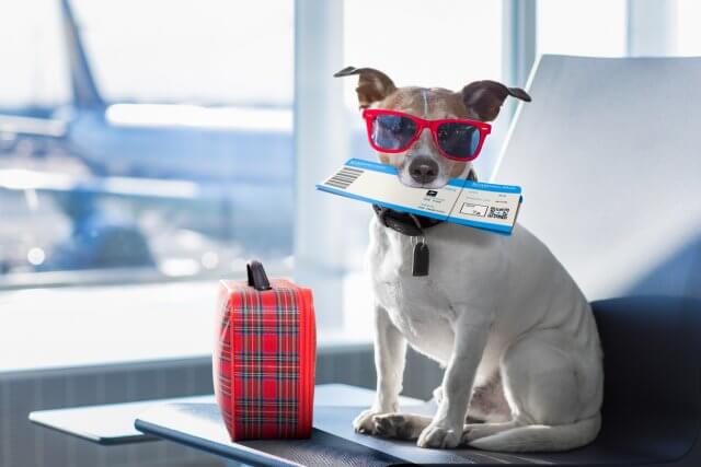 Madrid con perros: la guía definitiva para disfrutar de la ciudad con tu mascota